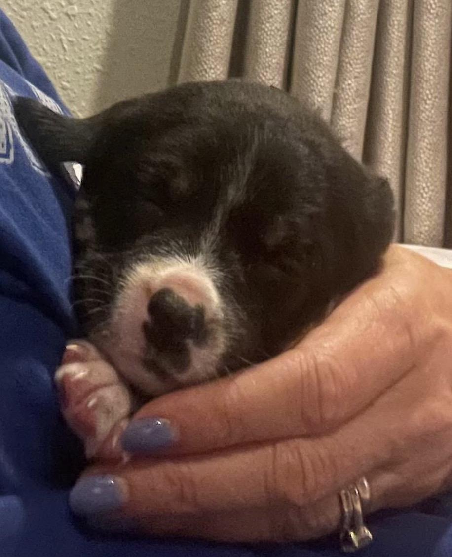 Logan, a Adoptable mixed breed in Spring hill, TN image 4/4