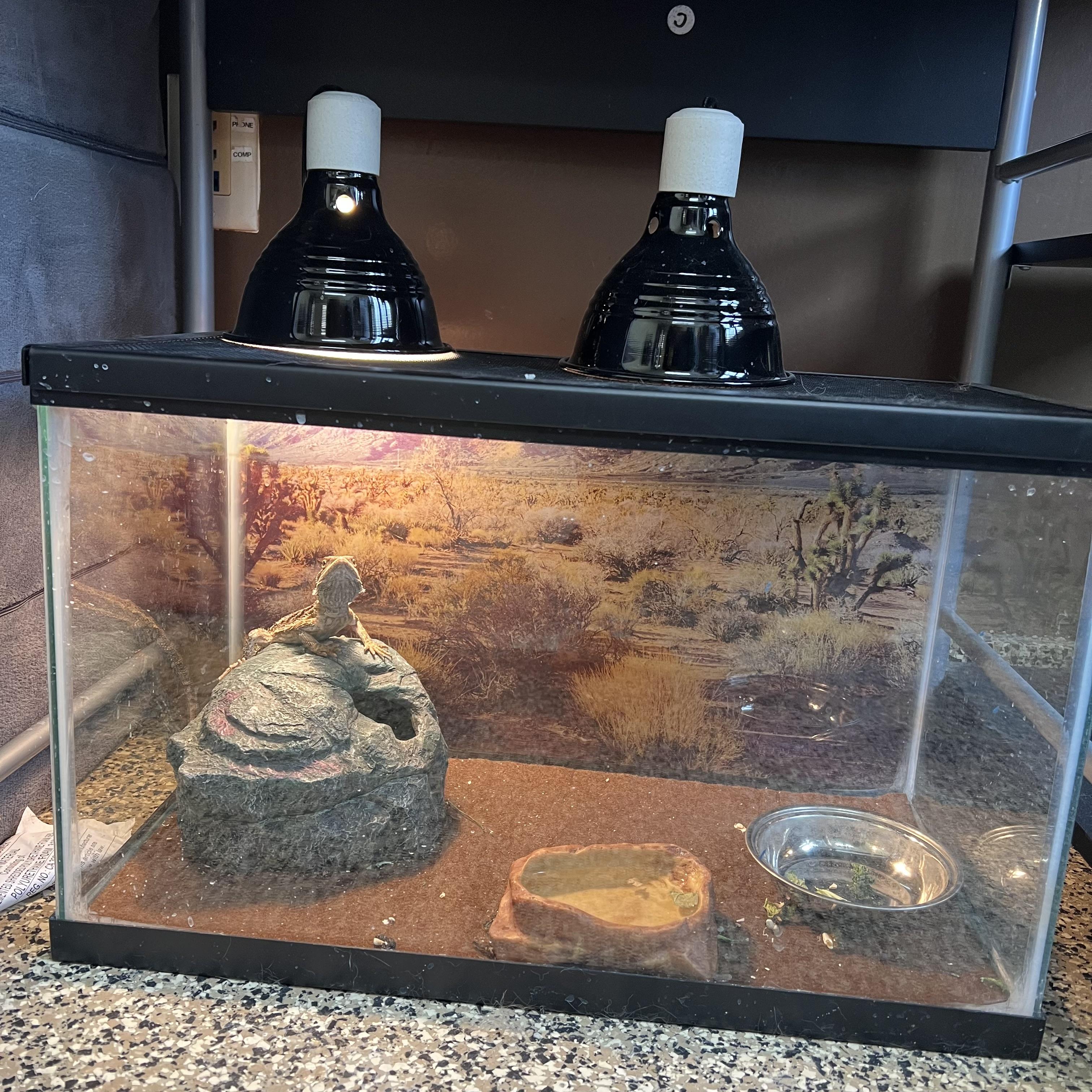 Enlarge Glacier, a Adopted Bearded Dragon in Fairmont, MN image 3/6