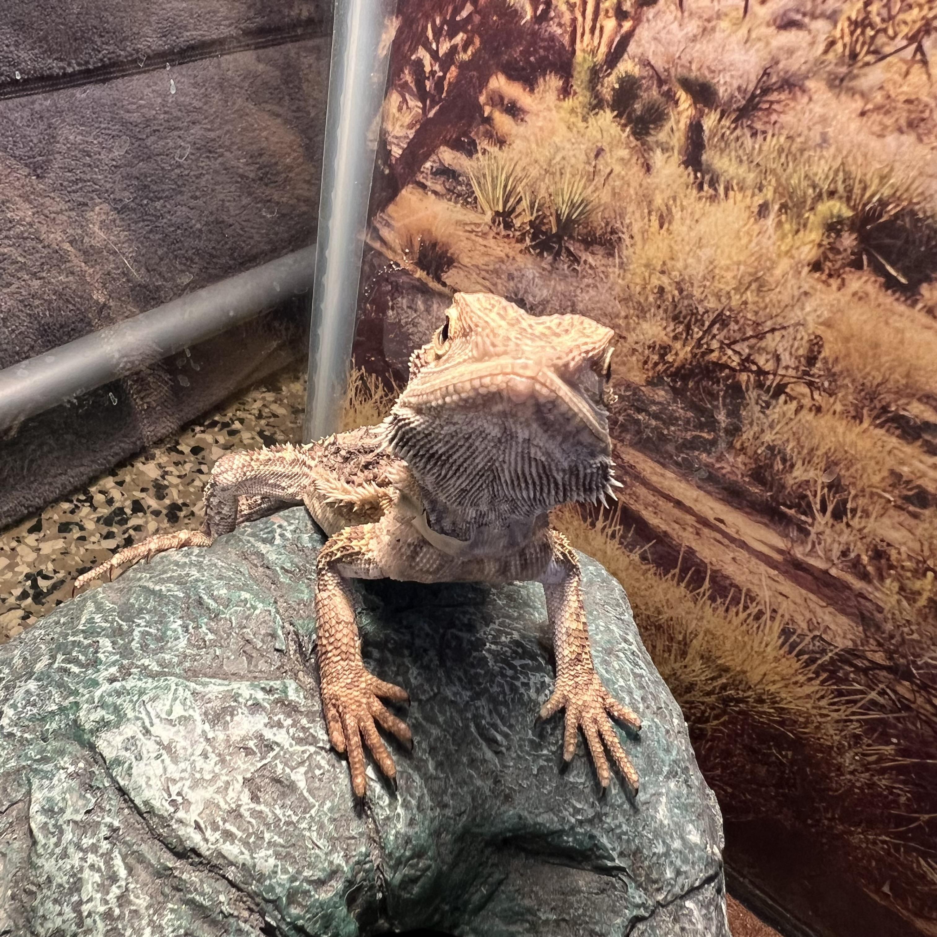 Enlarge Glacier, a Adopted Bearded Dragon in Fairmont, MN image 4/6