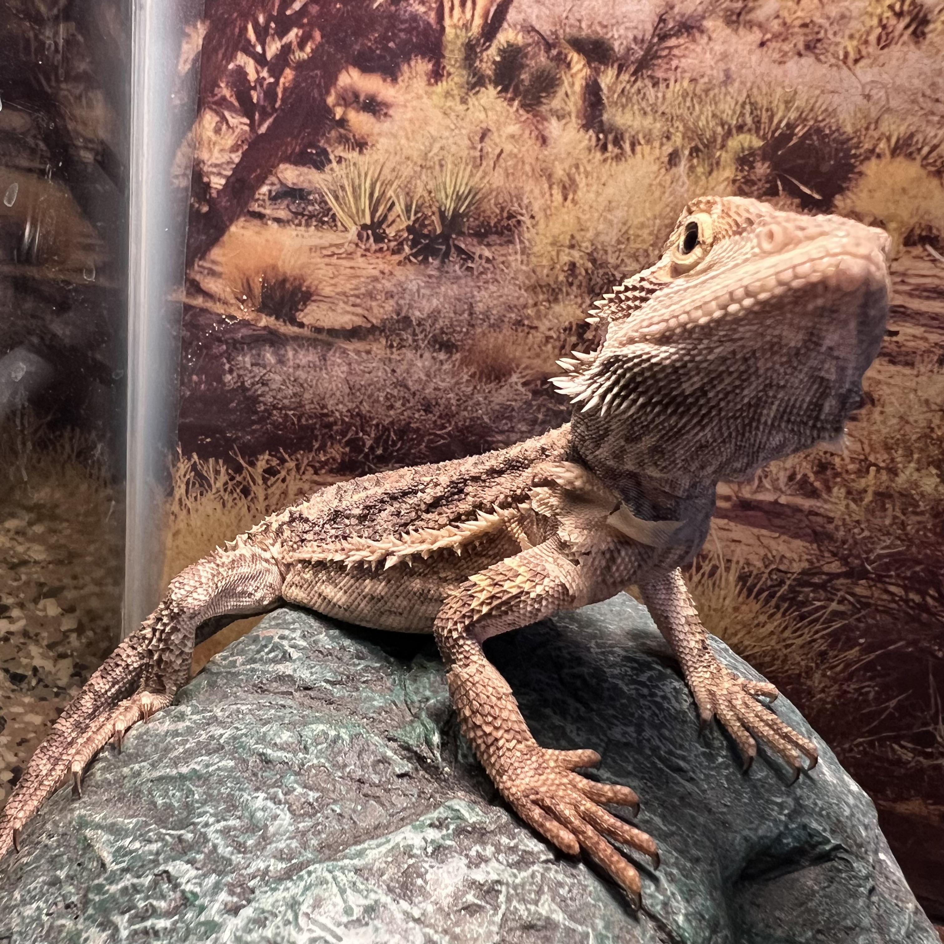 Enlarge Glacier, a Adopted Bearded Dragon in Fairmont, MN image 1/6