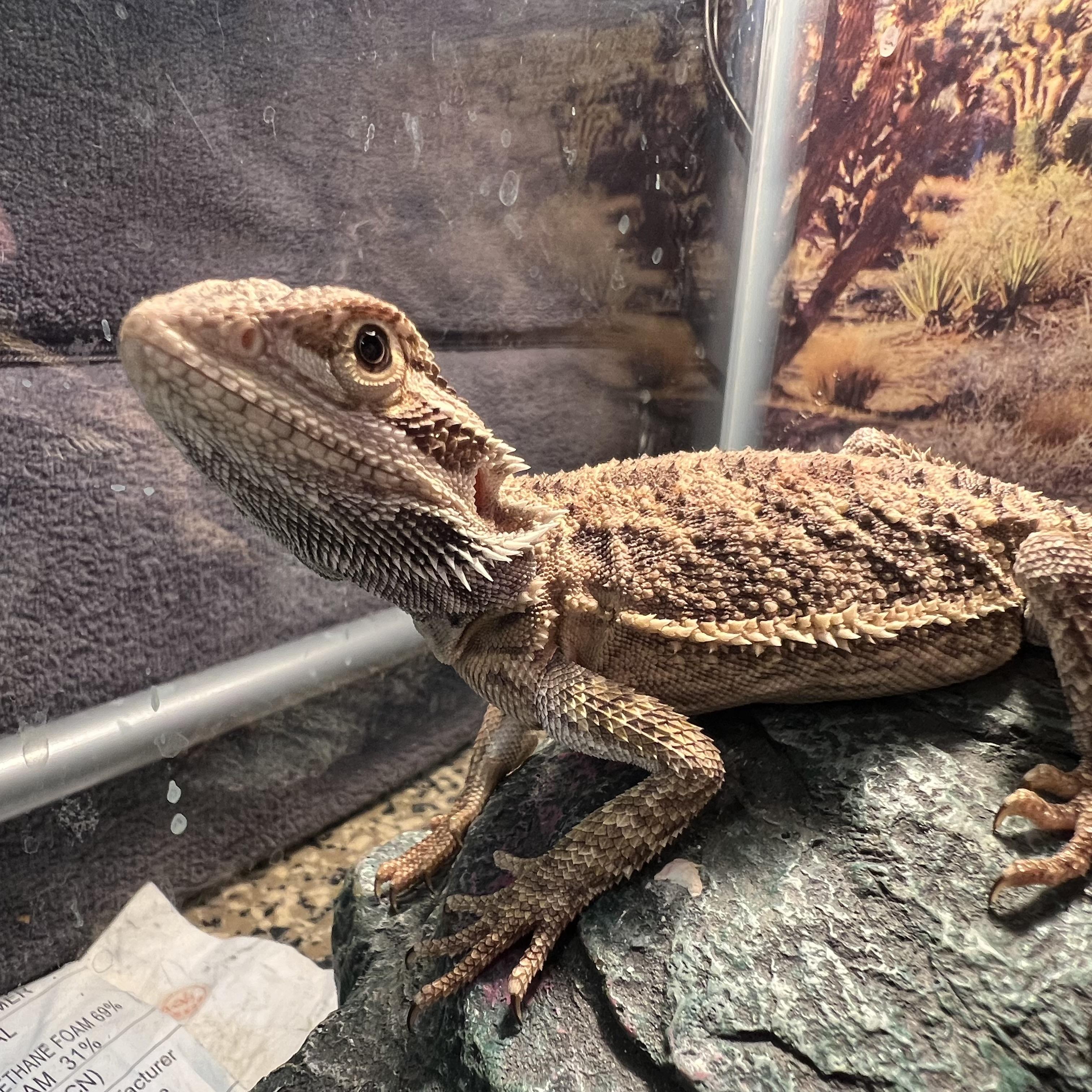 Enlarge Glacier, a Adopted Bearded Dragon in Fairmont, MN image 2/6