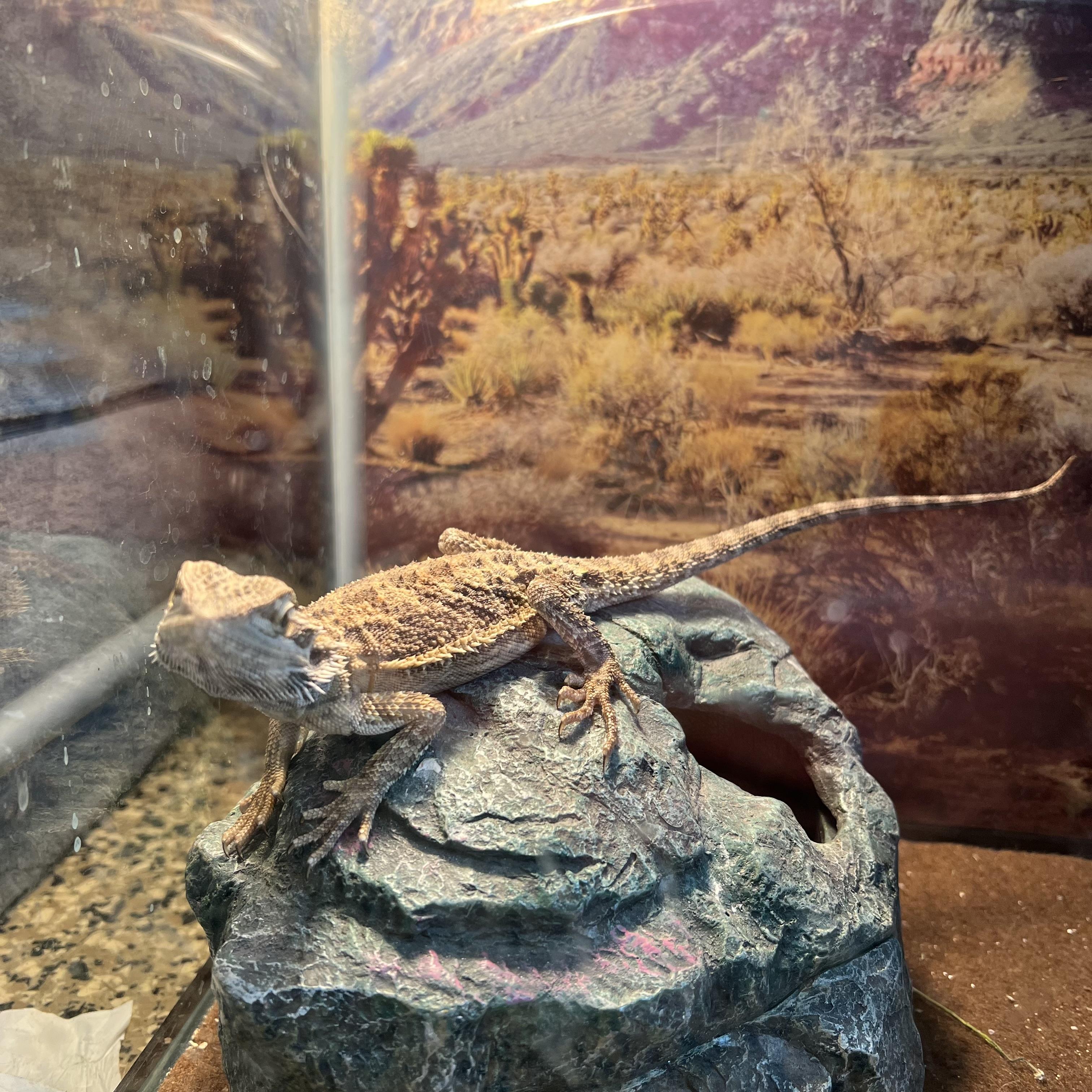 Enlarge Glacier, a Adopted Bearded Dragon in Fairmont, MN image 5/6