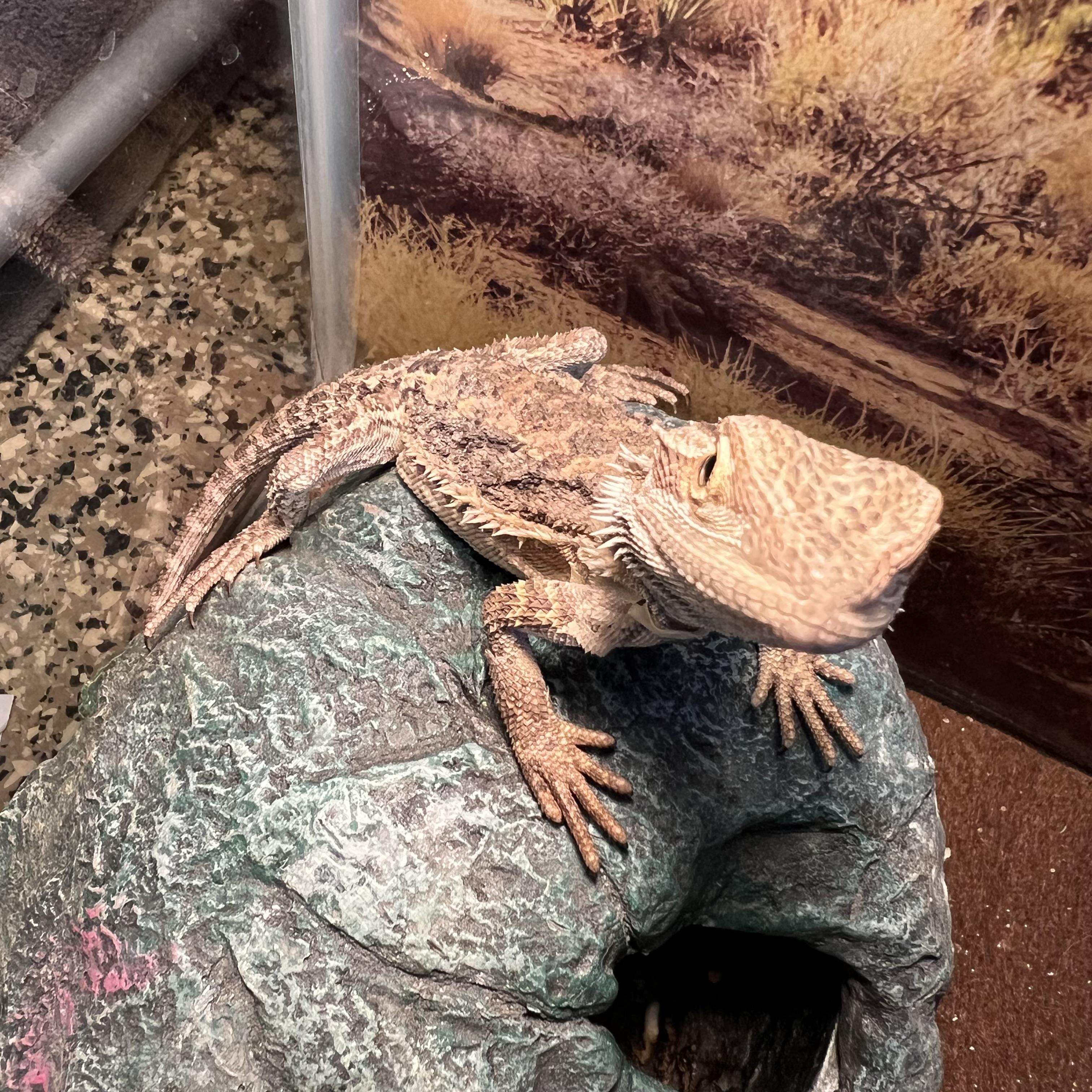 Enlarge Glacier, a Adopted Bearded Dragon in Fairmont, MN image 6/6