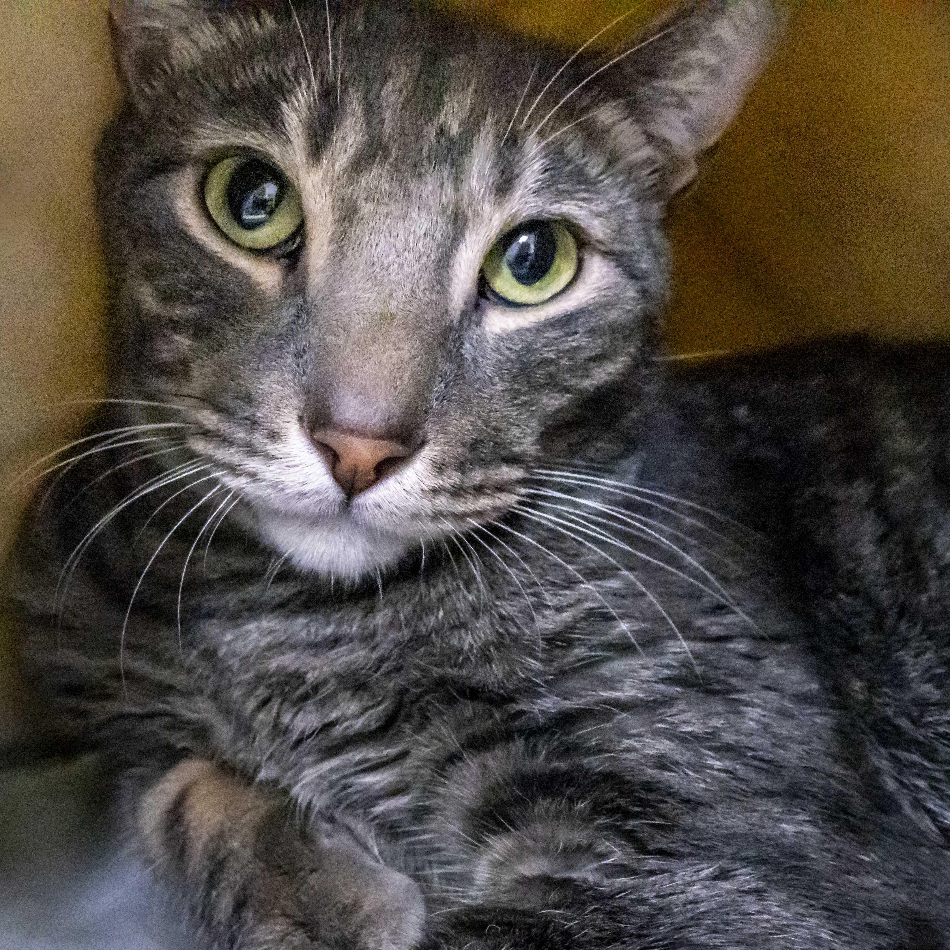 Paul, ADOPTABLE, Young Male Domestic Short Hair.