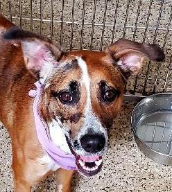 Sadie Mae, an adoptable Hound in North Fort Myers, FL, 33903 | Photo Image 1