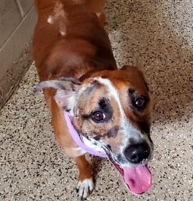 Sadie Mae, an adoptable Hound in North Fort Myers, FL, 33903 | Photo Image 3