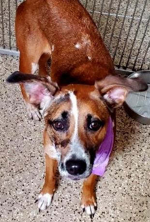 Sadie Mae, an adoptable Hound in North Fort Myers, FL, 33903 | Photo Image 2