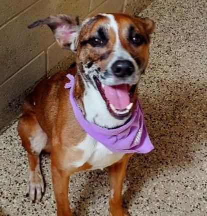 Sadie Mae, an adoptable Hound in North Fort Myers, FL, 33903 | Photo Image 5