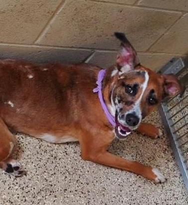 Sadie Mae, an adoptable Hound in North Fort Myers, FL, 33903 | Photo Image 4