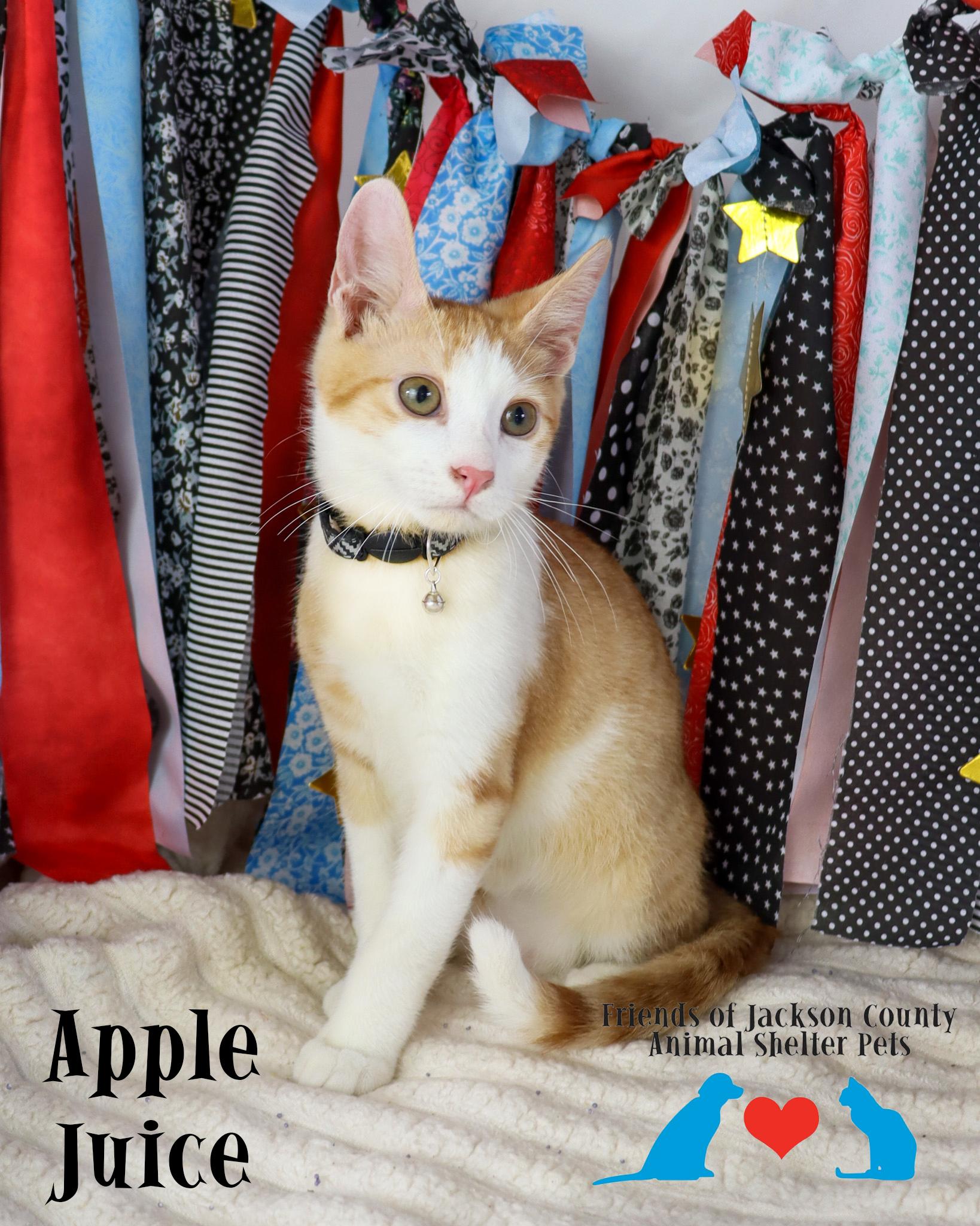 Enlarge Apple Juice, an adopted Domestic Short Hair in Ocean Springs, MS image 1/3