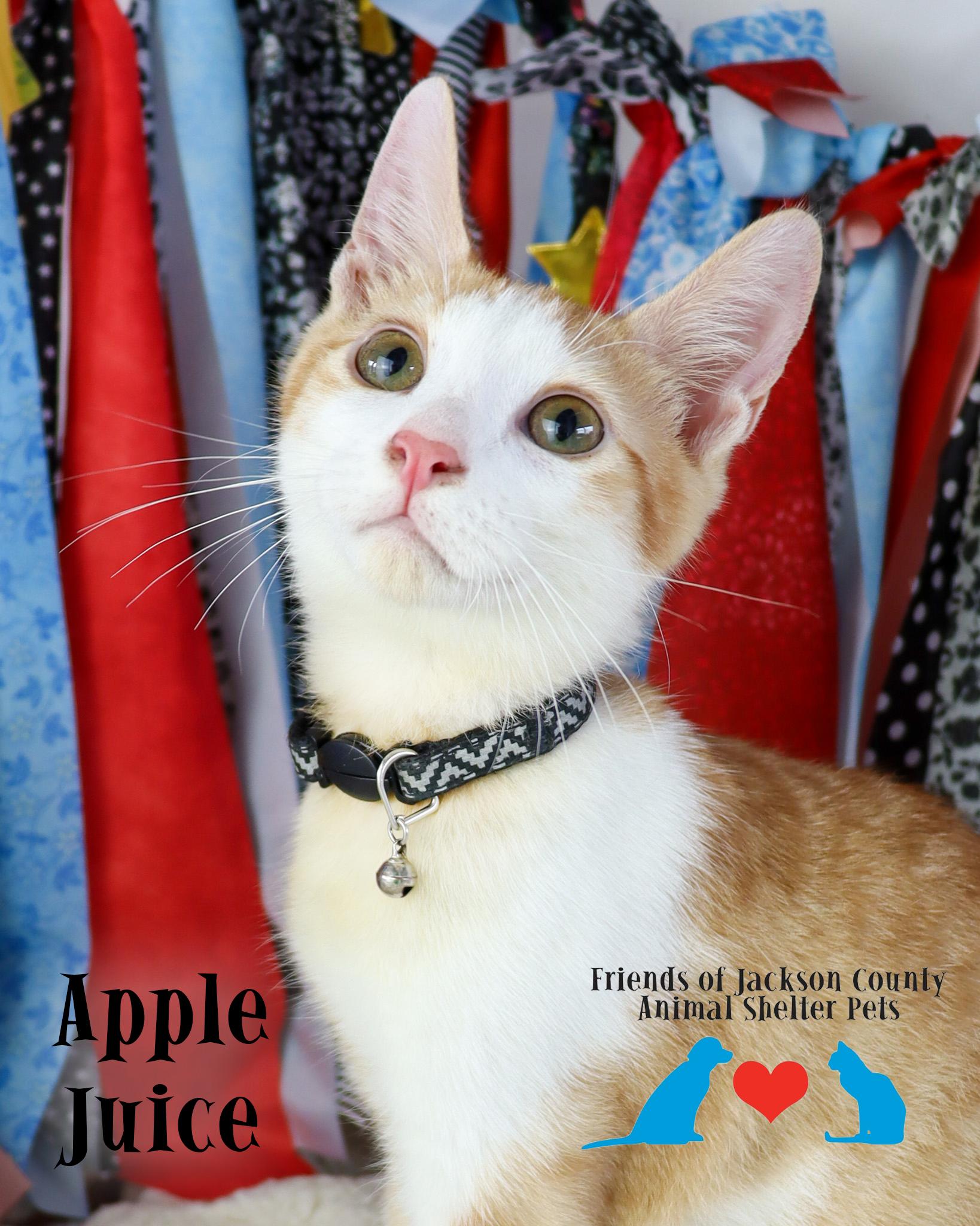 Enlarge Apple Juice, an adopted Domestic Short Hair in Ocean Springs, MS image 2/3