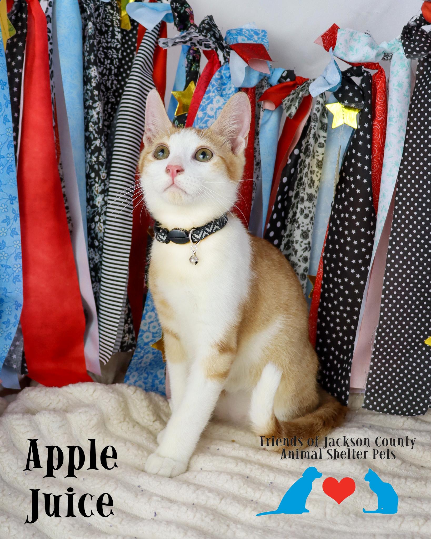 Enlarge Apple Juice, an adopted Domestic Short Hair in Ocean Springs, MS image 3/3