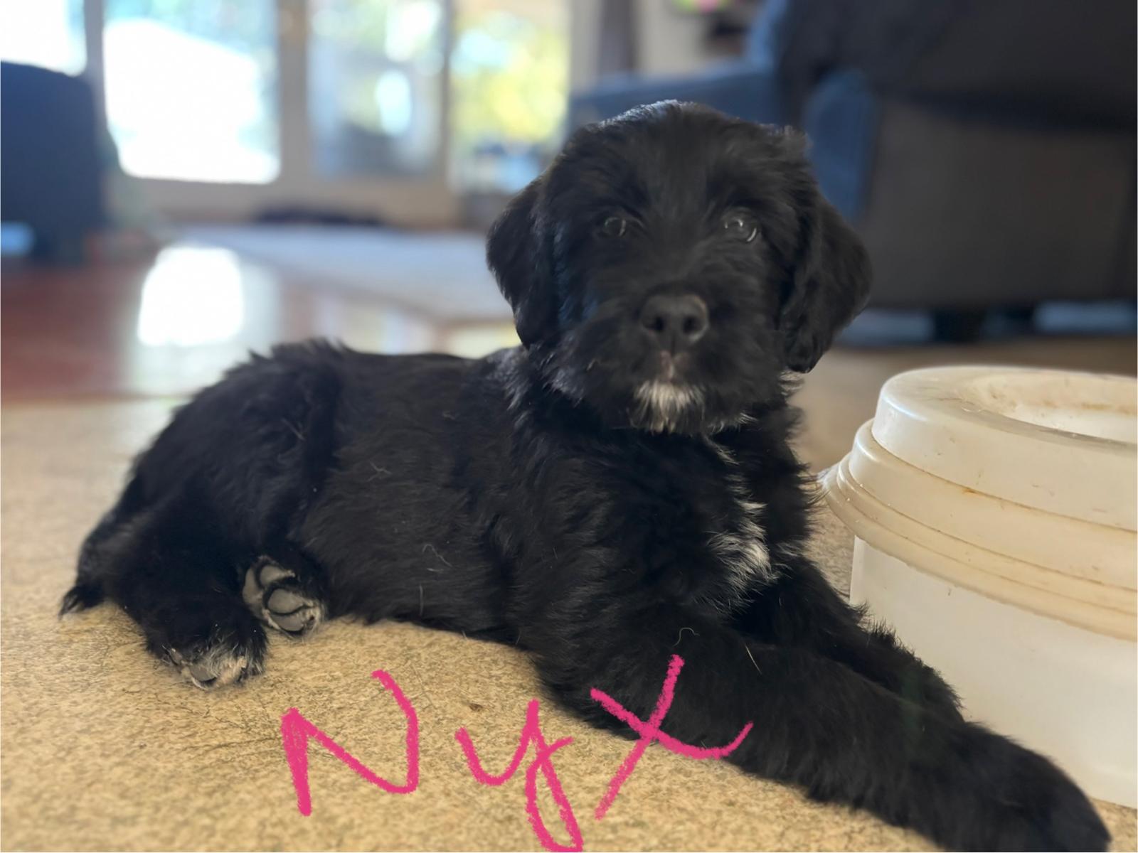 Enlarge Nyx, a Adopted mixed breed in Discovery Bay, CA image 1/6