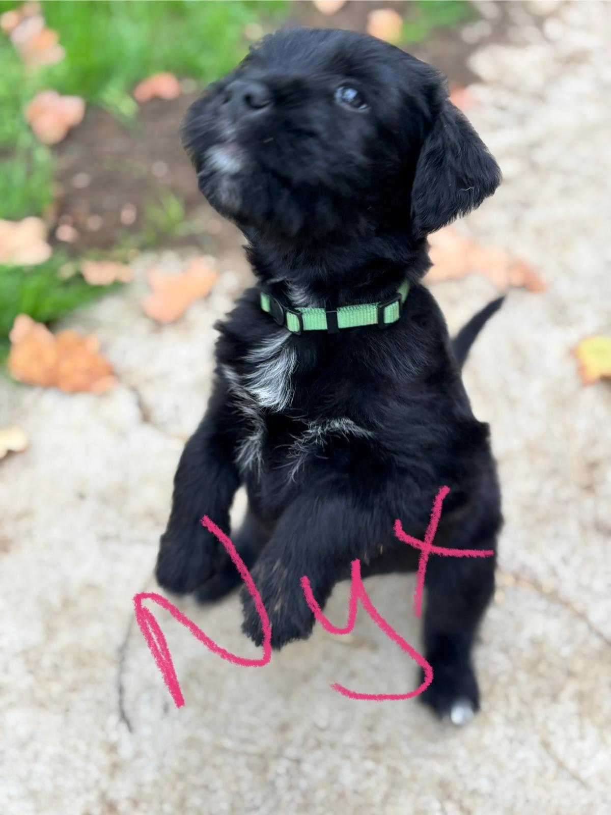 Enlarge Nyx, a Adopted mixed breed in Discovery Bay, CA image 4/6