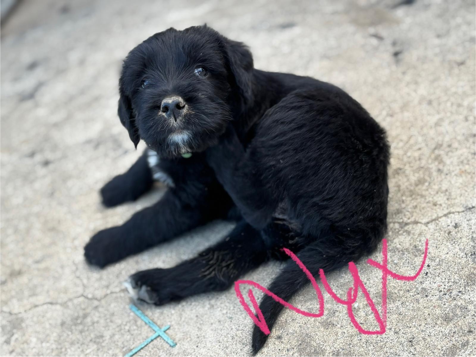 Enlarge Nyx, a Adopted mixed breed in Discovery Bay, CA image 5/6