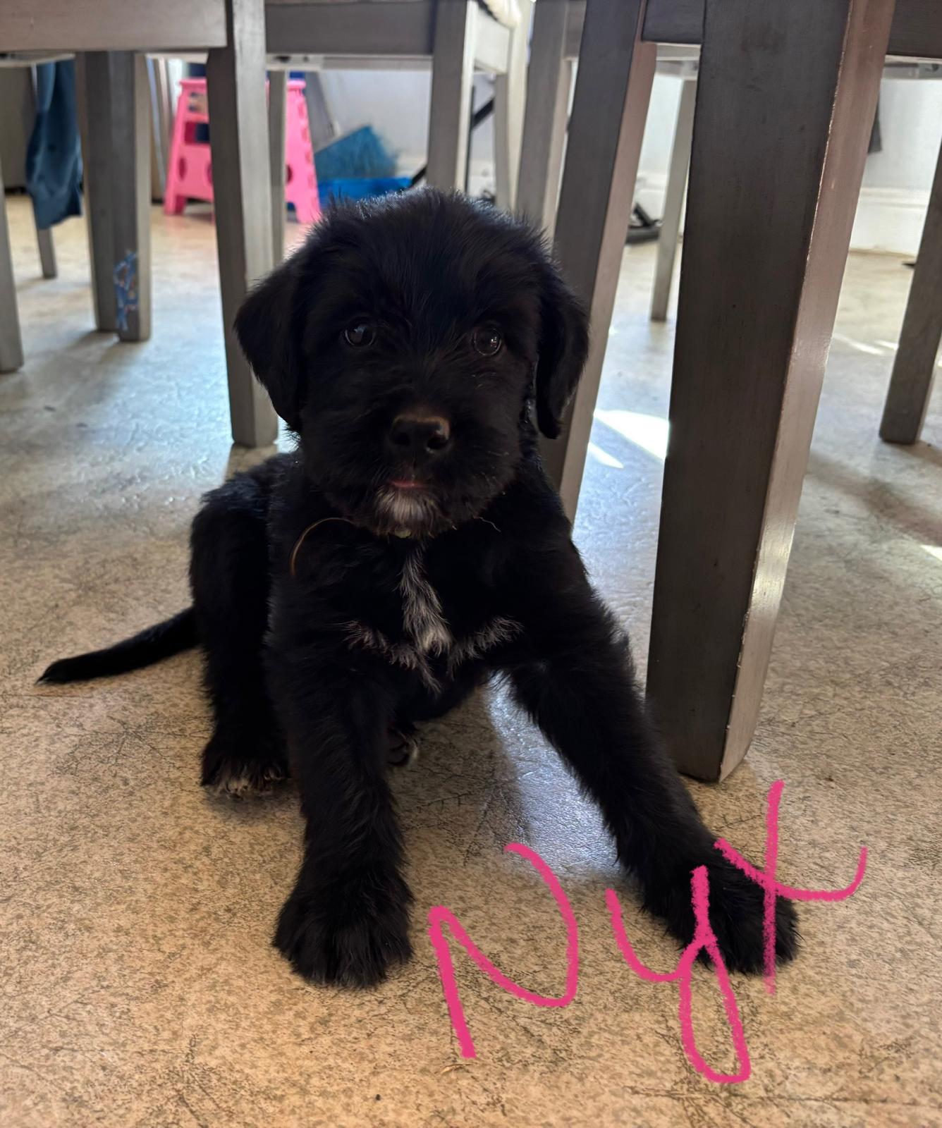 Enlarge Nyx, a Adopted mixed breed in Discovery Bay, CA image 6/6