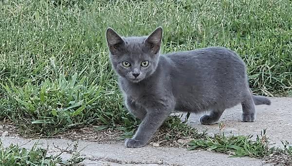 Enlarge Echo, a Adopted Domestic Medium Hair in Mission, KS image 1/2