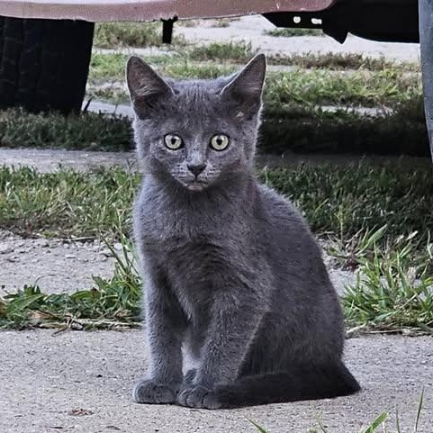 Enlarge Echo, a Adopted Domestic Medium Hair in Mission, KS image 2/2