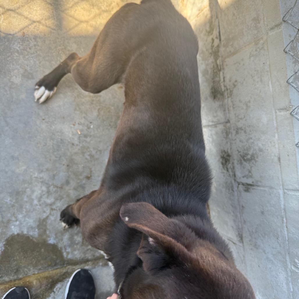 Rocky 031402A, Adoptable, Adult Male Labrador Retriever & Mixed Breed.