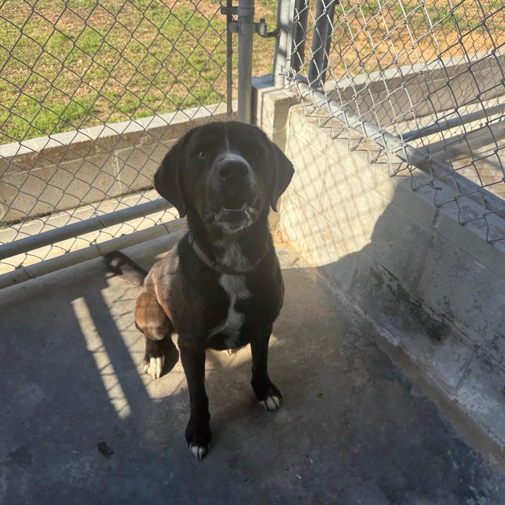 Enlarge Rocky 031402A, a Adoptable mixed breed in Amory, MS image 2/2