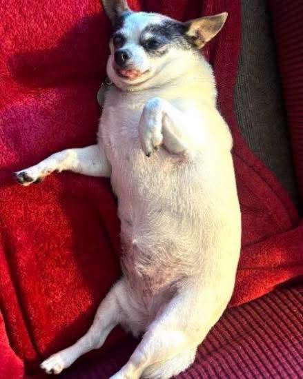 Tabby, Adoptable, Senior Female Chihuahua.