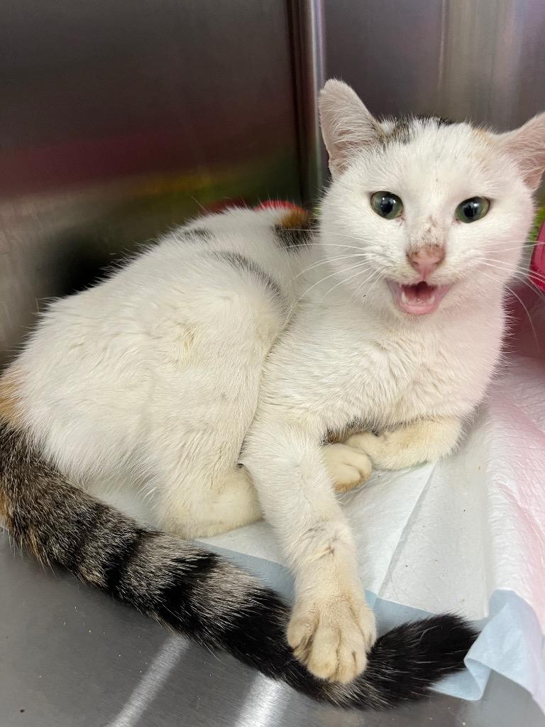 Ember, Adoptable, Young Female Domestic Short Hair.