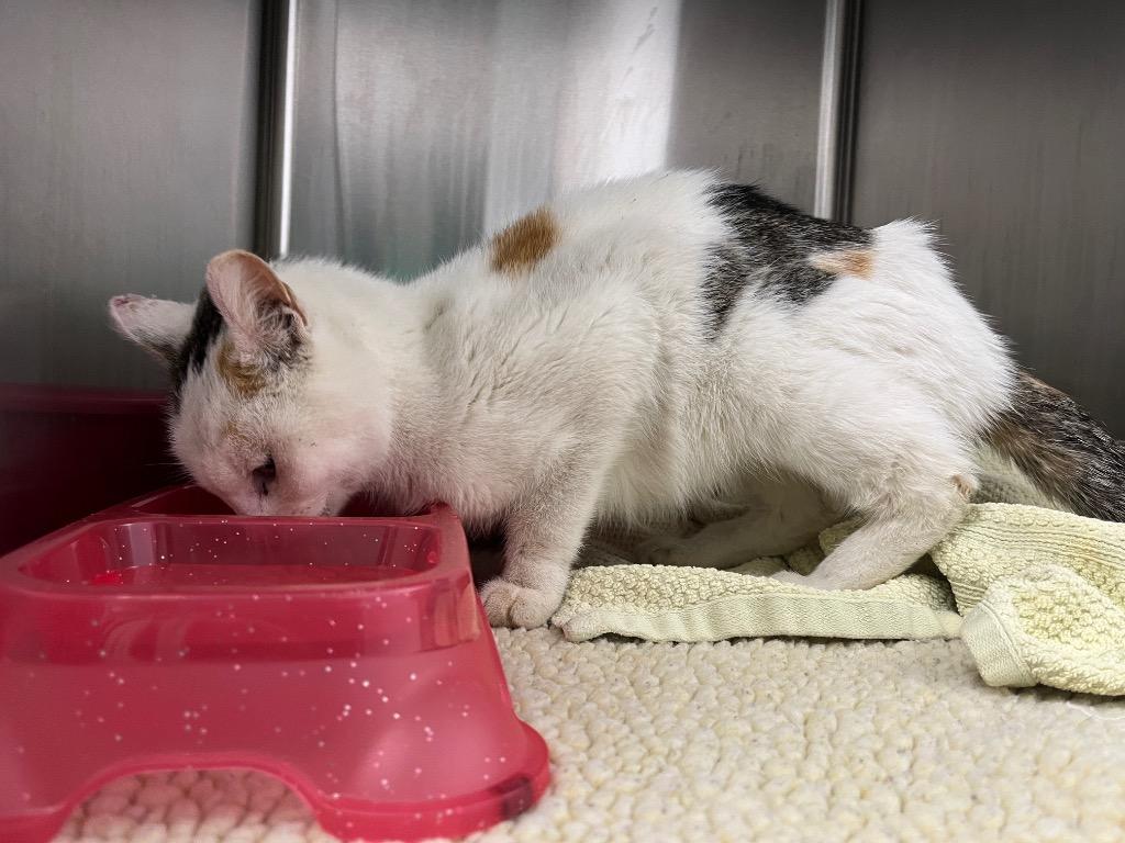 Ember, Adoptable, Young Female Domestic Short Hair.