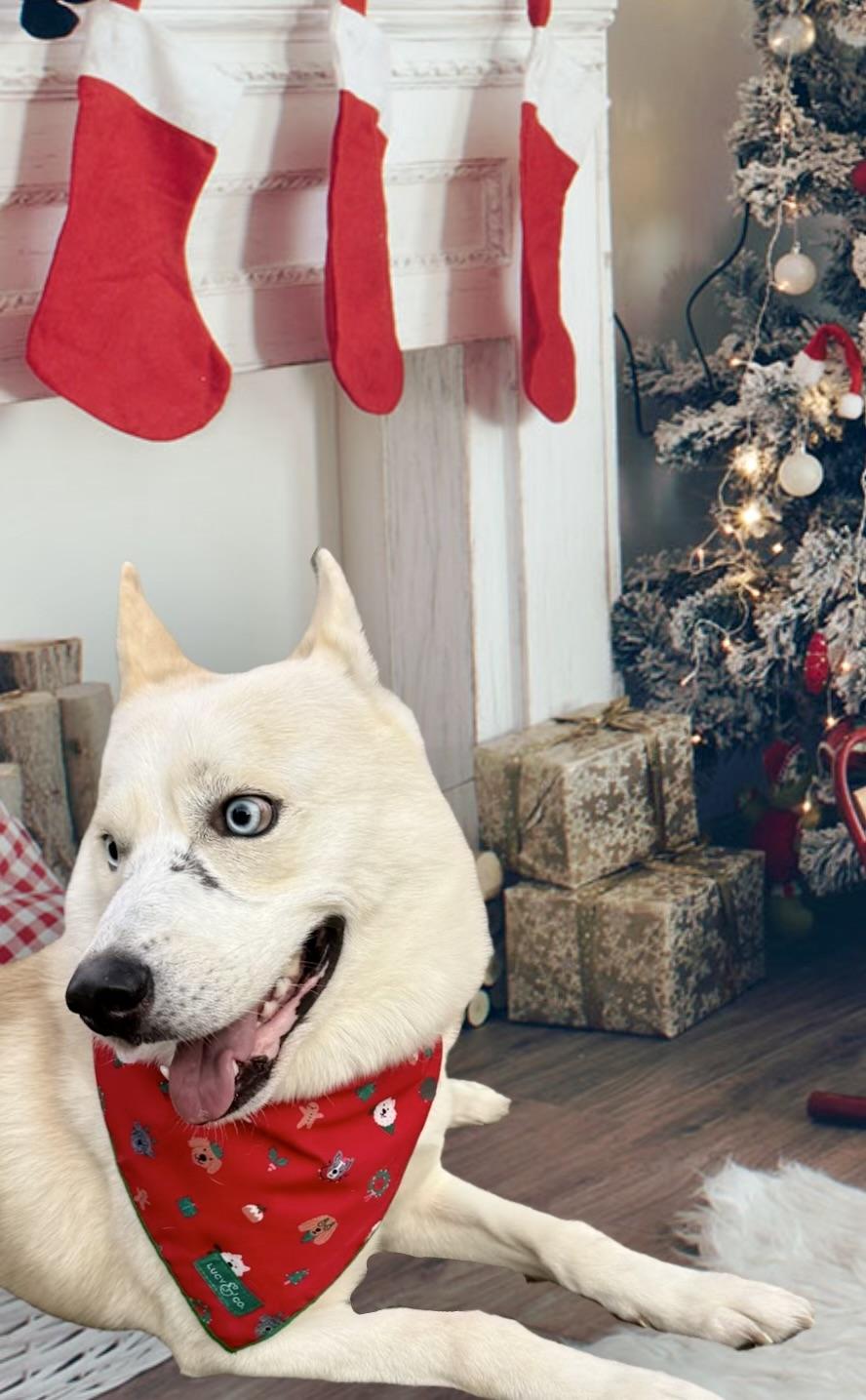 Enlarge Nikolai, a Adoptable mixed breed in santa monica, CA image 5/6