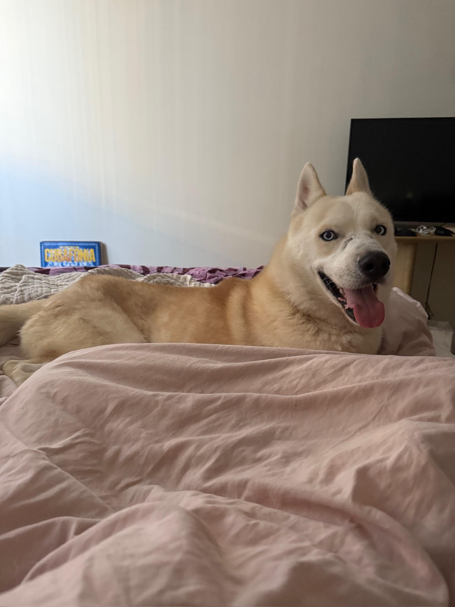 Enlarge Nikolai, a Adoptable mixed breed in santa monica, CA image 3/6