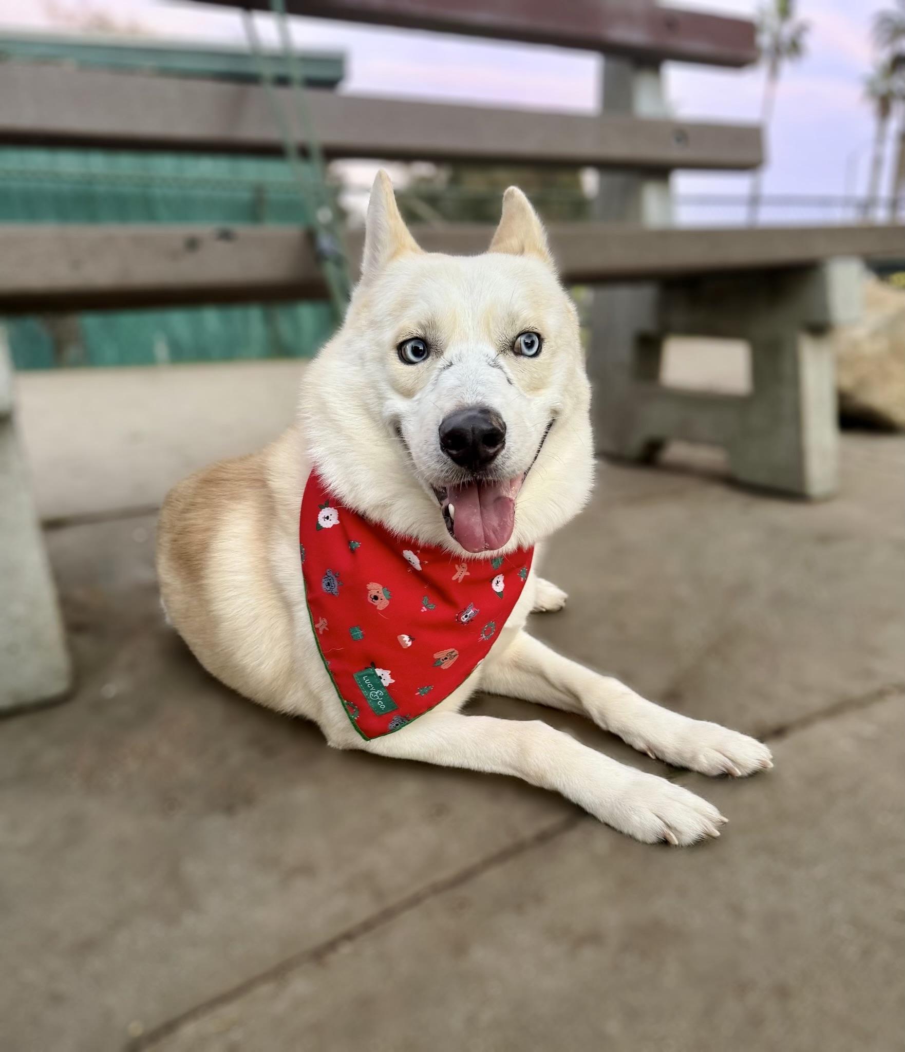 Enlarge Nikolai, a Adoptable mixed breed in santa monica, CA image 1/6