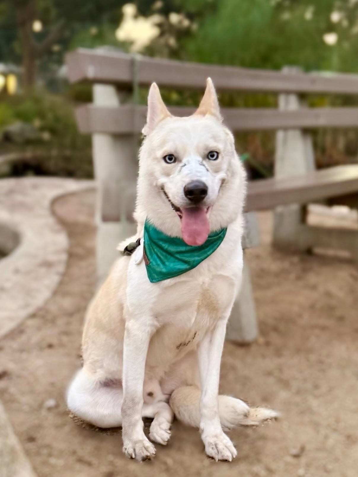 Enlarge Nikolai, a Adoptable mixed breed in santa monica, CA image 2/6