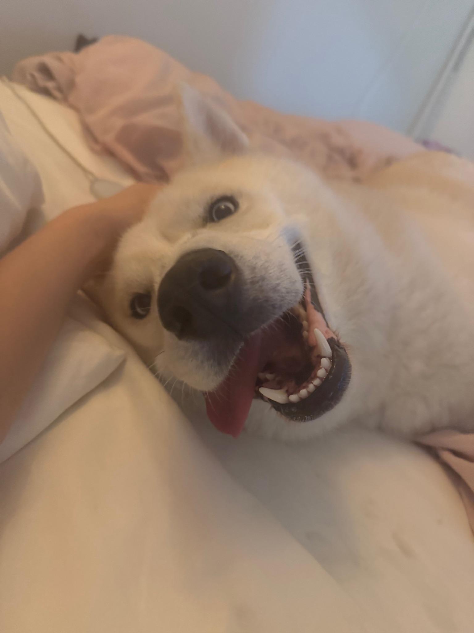 Enlarge Nikolai, a Adoptable mixed breed in santa monica, CA image 6/6