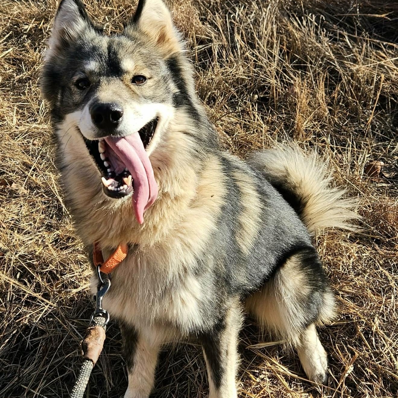 Blue , ADOPTABLE, Adult Male Husky.