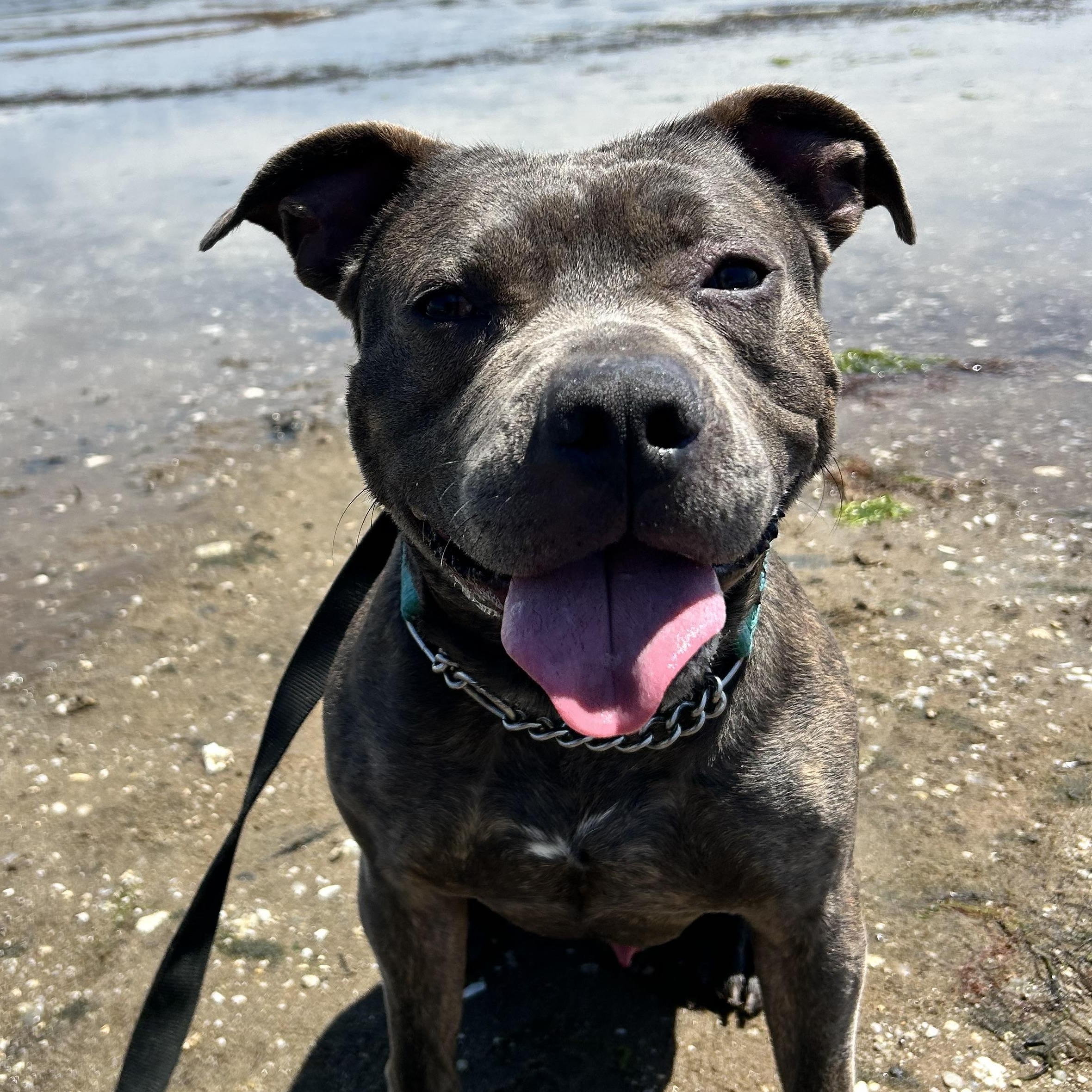 Lalo, a Adoptable American Staffordshire Terrier in Medford, NY image 2/5