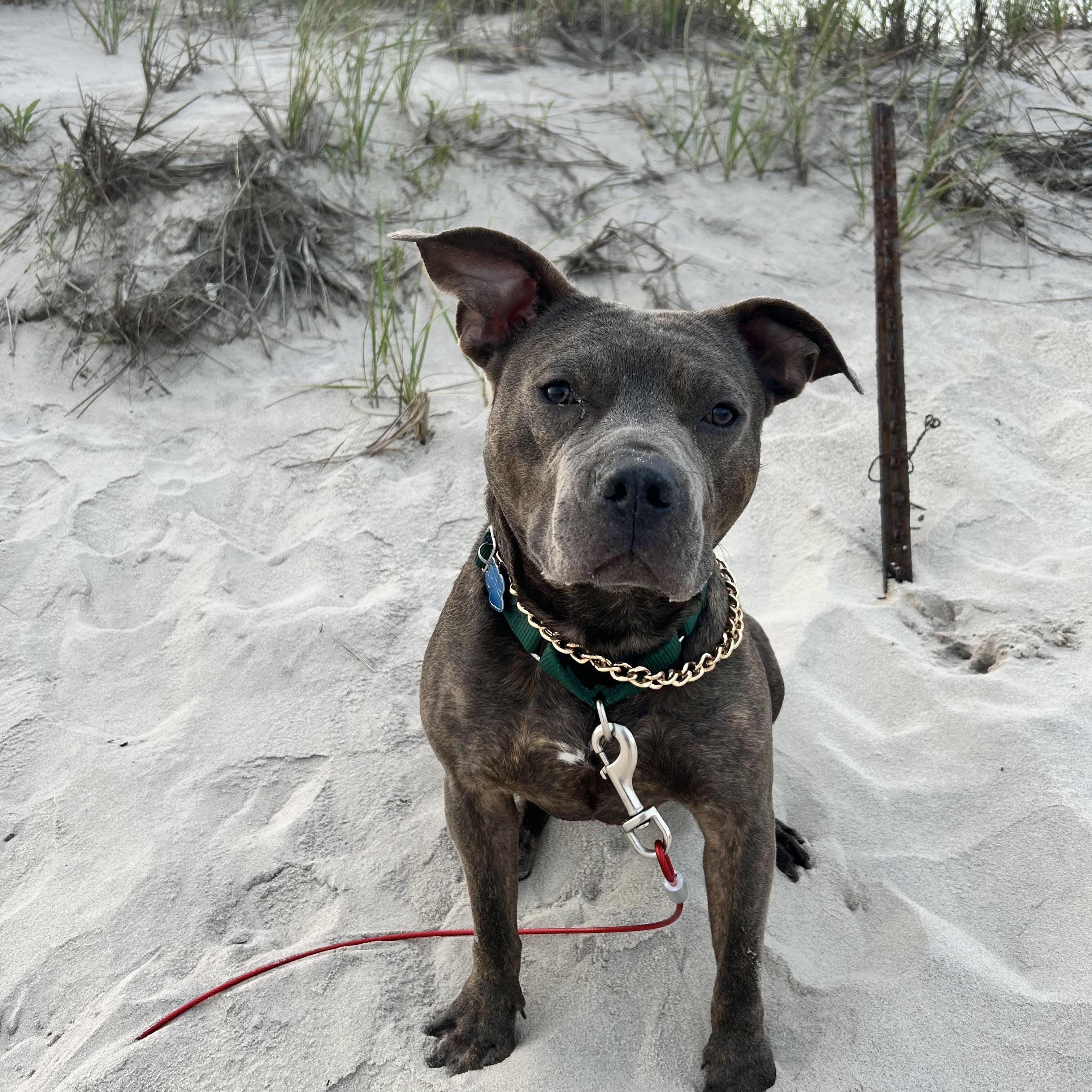 Lalo, a Adoptable American Staffordshire Terrier in Medford, NY image 3/5