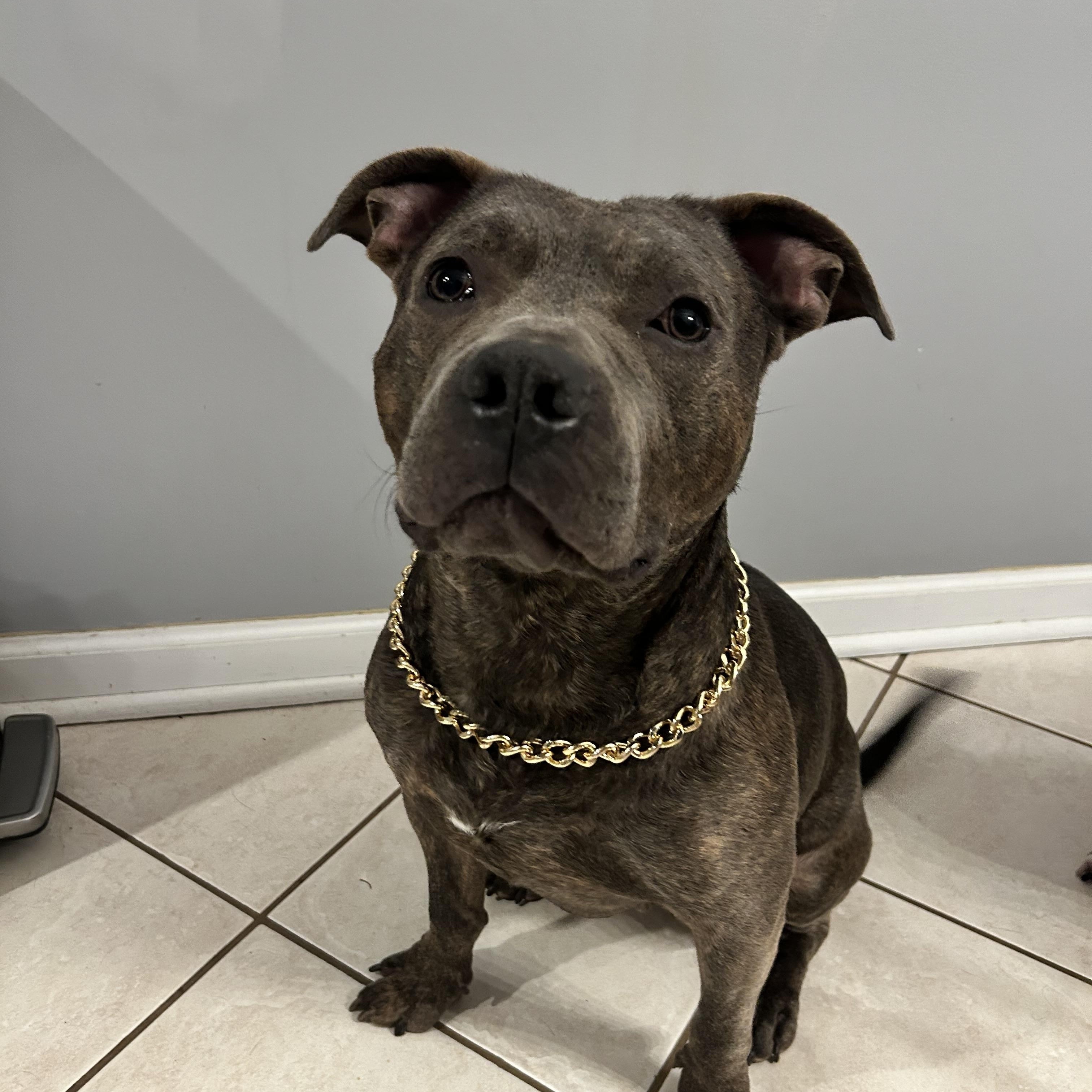 Lalo, a Adoptable American Staffordshire Terrier in Medford, NY image 4/5