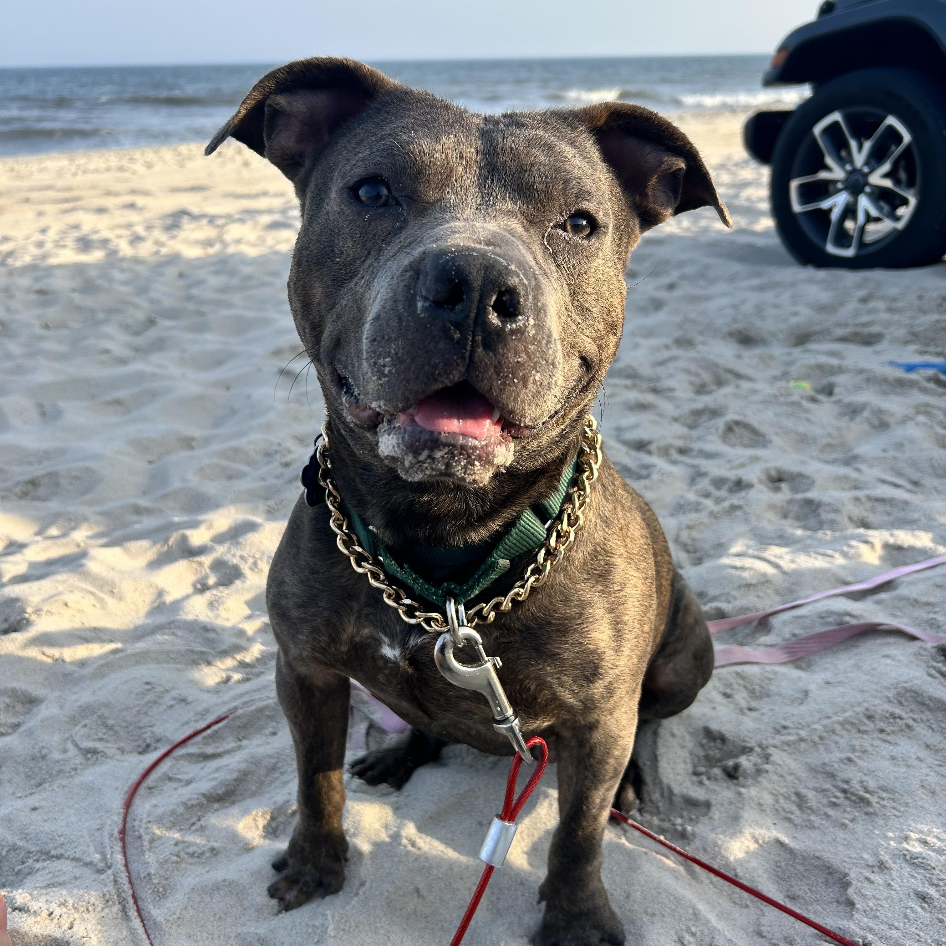 Lalo, a Adoptable American Staffordshire Terrier in Medford, NY image 5/5