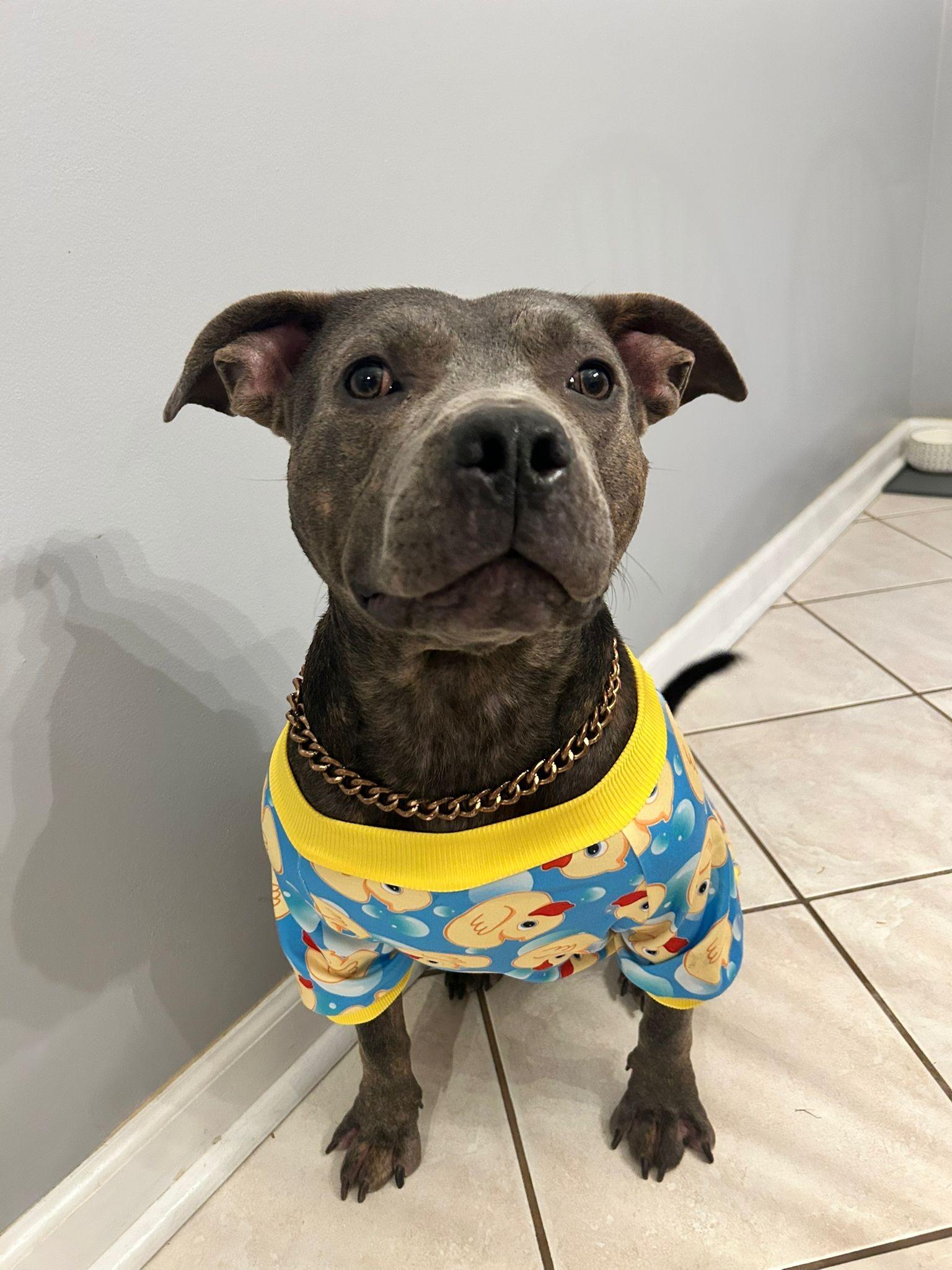 Lalo, a Adoptable American Staffordshire Terrier in Medford, NY image 1/5