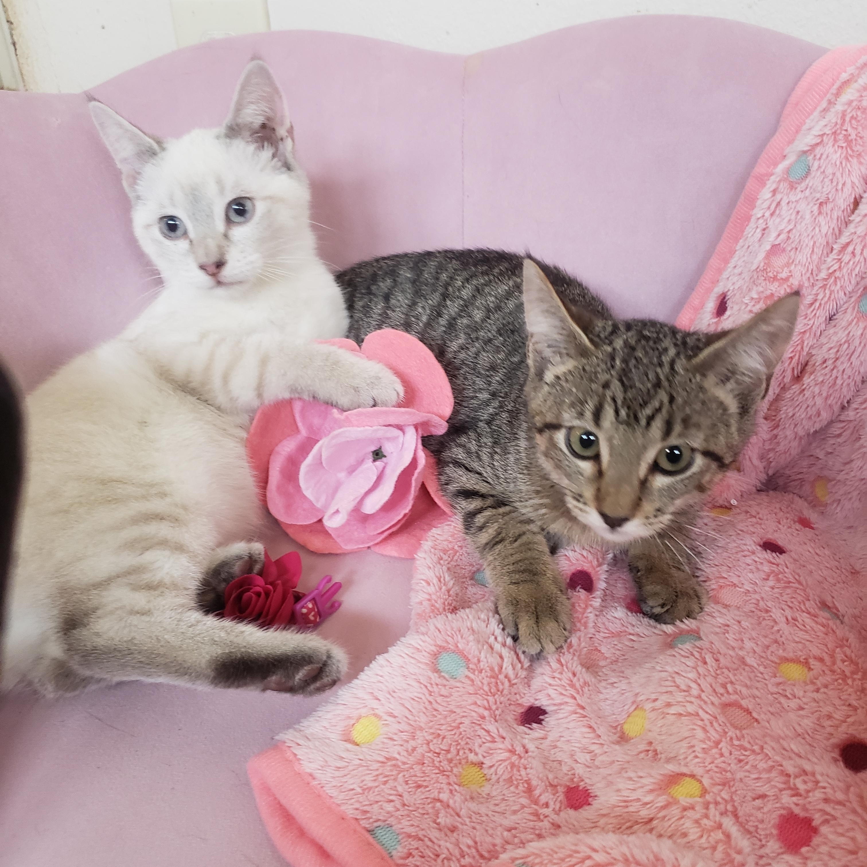 Emily , ADOPTABLE, Kitten Female Siamese.