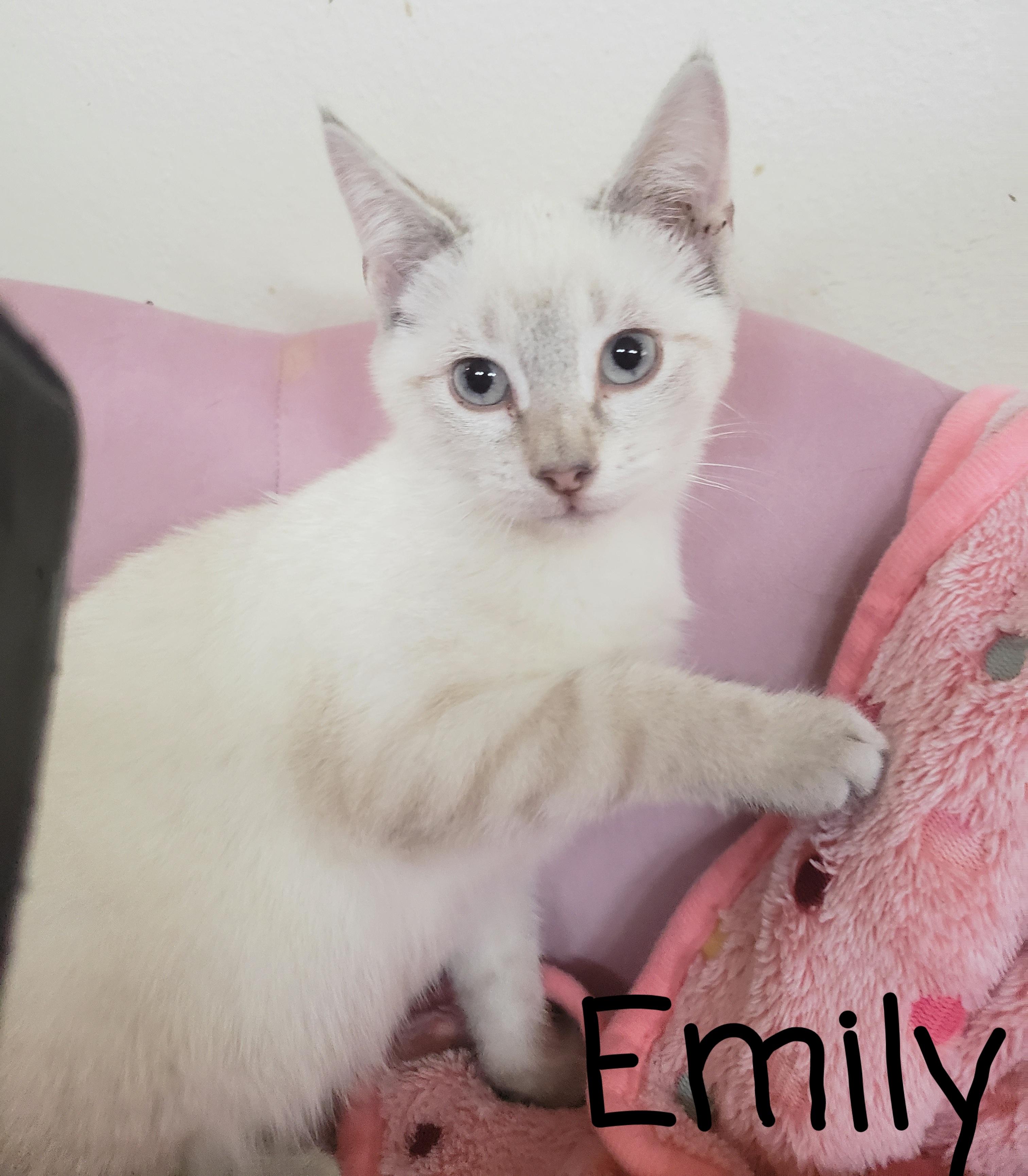 Enlarge Emily , a ADOPTABLE Siamese in Houston, TX image 1/2