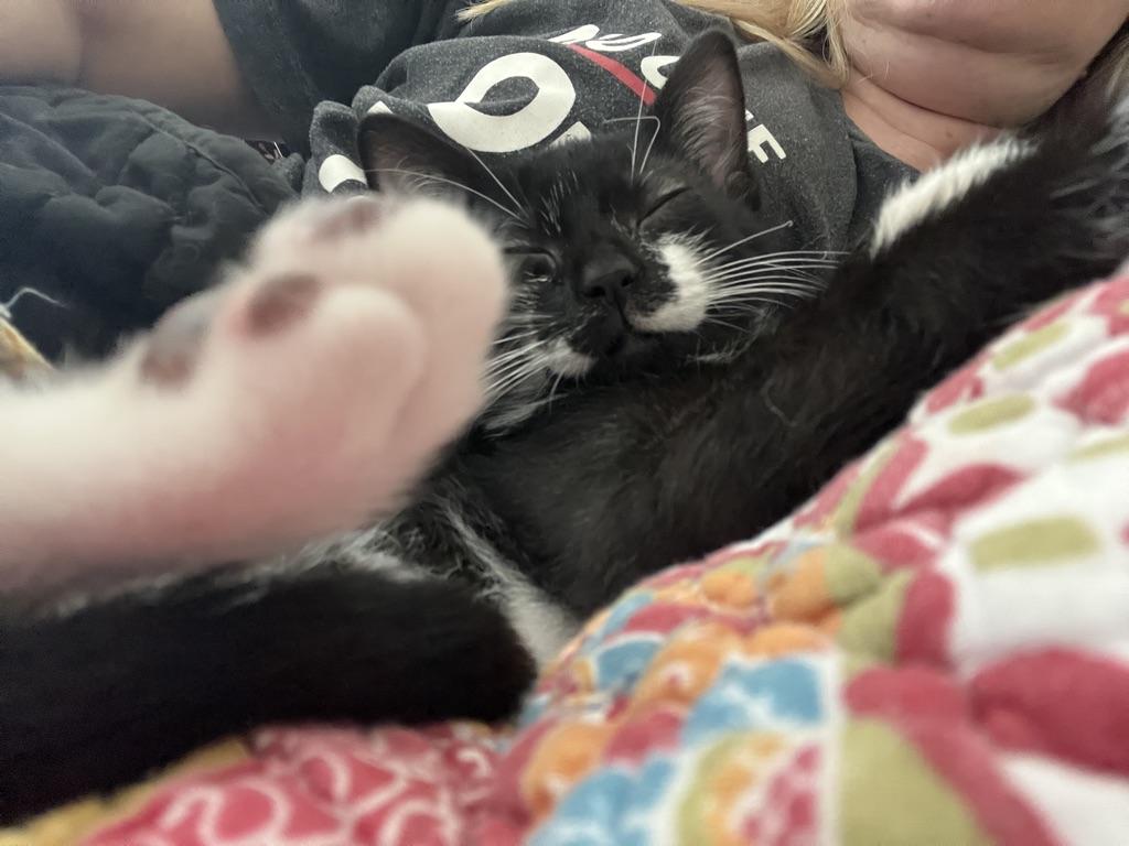 Josphine (JoJo), an adopted Tuxedo in Little River, SC image 6/6