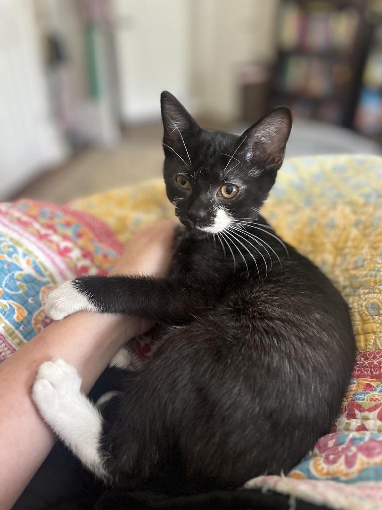 Josphine (JoJo), an adopted Tuxedo in Little River, SC image 2/6