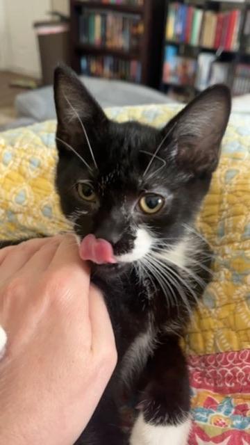Josphine (JoJo), adopted, Kitten Female Tuxedo.