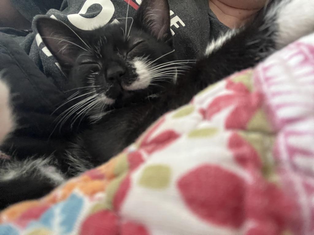 Josphine (JoJo), an adopted Tuxedo in Little River, SC image 3/6