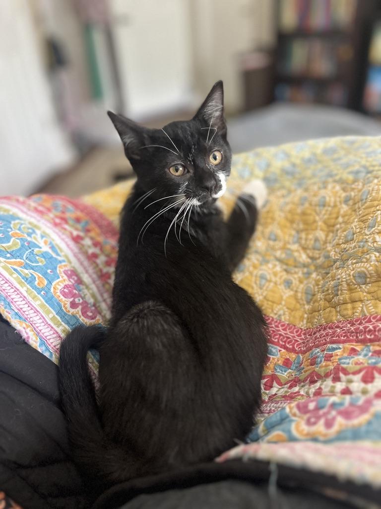 Josphine (JoJo), an adopted Tuxedo in Little River, SC image 4/6