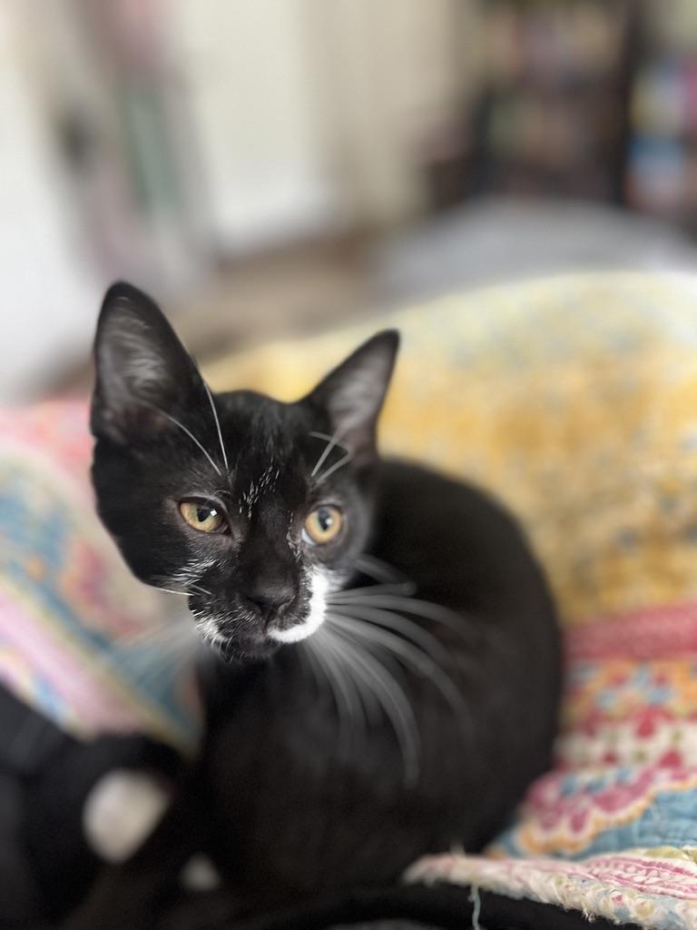 Josphine (JoJo), an adopted Tuxedo in Little River, SC image 5/6