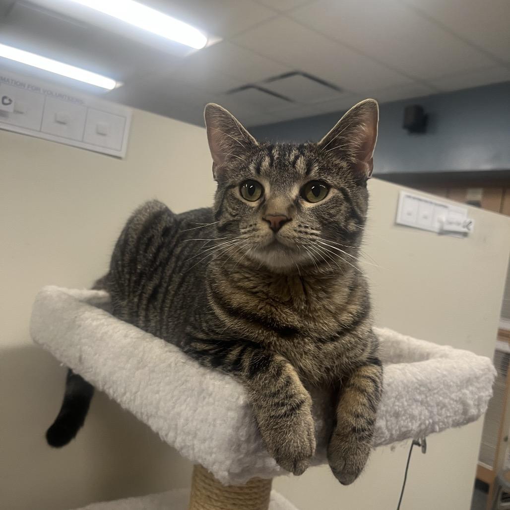 Vinaigrette, Adoptable, Young Female Domestic Short Hair.