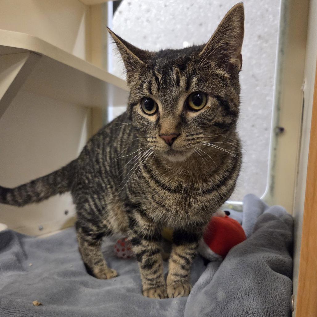 Vinaigrette, Adoptable, Young Female Domestic Short Hair.