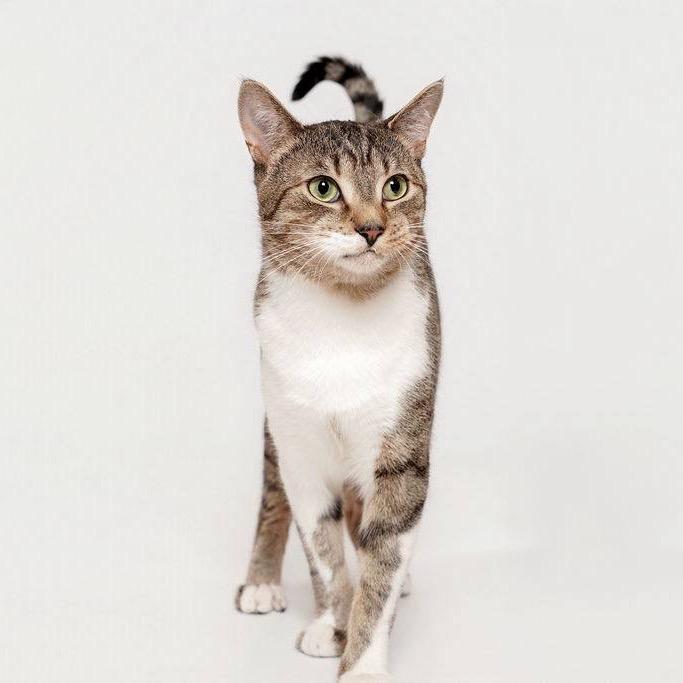 Enlarge Captain Clutch, a Adoptable Domestic Short Hair in New York, NY image 4/6