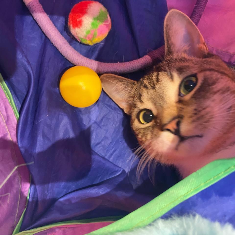 Enlarge Captain Clutch, a Adoptable Domestic Short Hair in New York, NY image 5/6